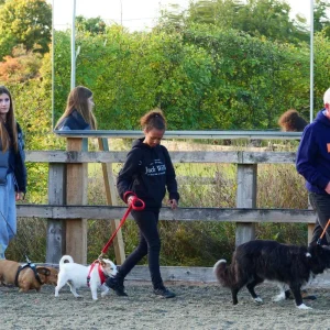 People in the arena with dogs