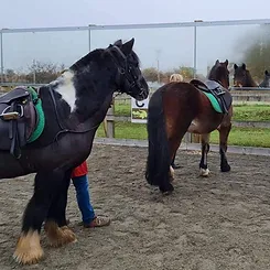 Ponie looking into the mirror