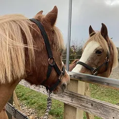 Ponie looking into the mirror