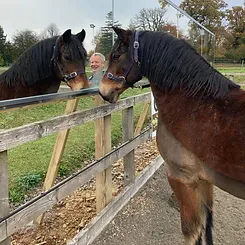 Ponie looking into the mirror