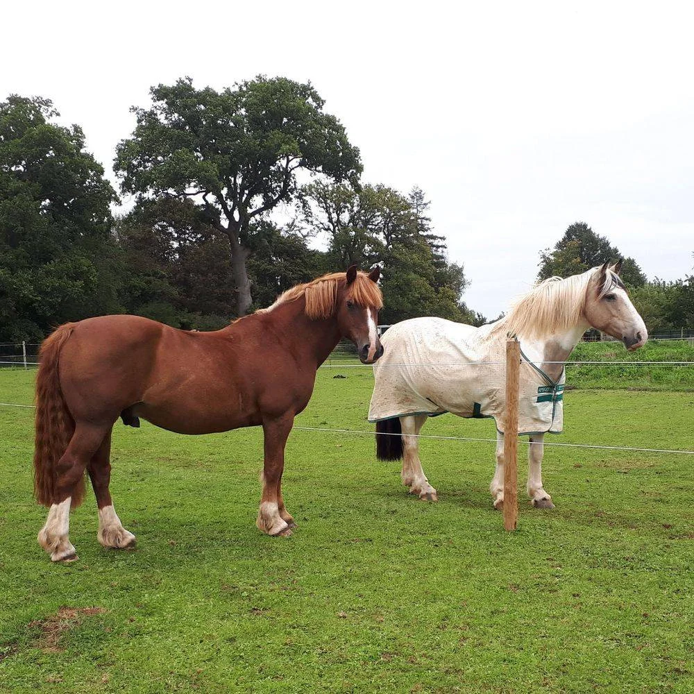 Ponies by the fence