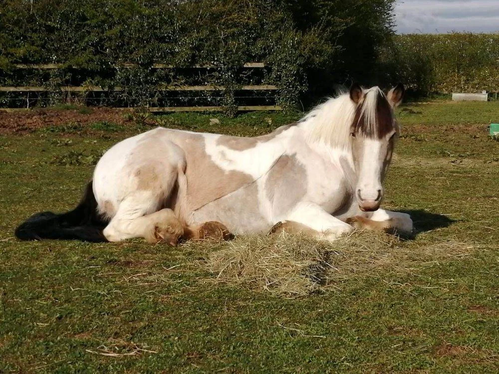 Pony in field